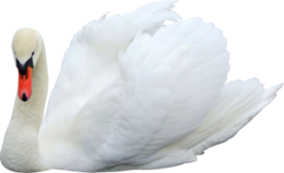 animals & swan free transparent png image.