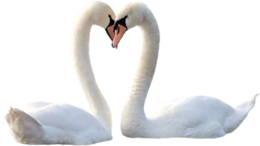 animals & Swan free transparent png image.