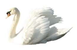 animals & swan free transparent png image.