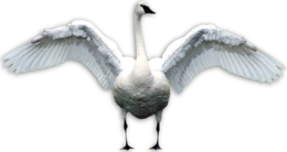 animals & Swan free transparent png image.