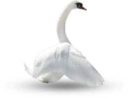 animals & swan free transparent png image.