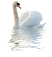 animals & swan free transparent png image.