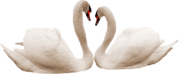 animals & Swan free transparent png image.