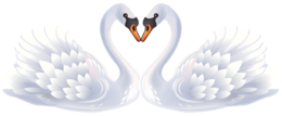 animals & swan free transparent png image.