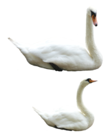 animals & swan free transparent png image.