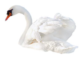 animals & swan free transparent png image.