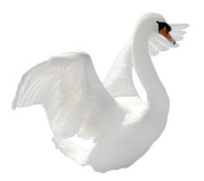 animals & Swan free transparent png image.