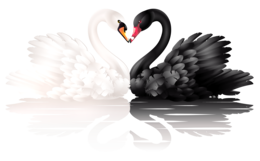 animals & swan free transparent png image.