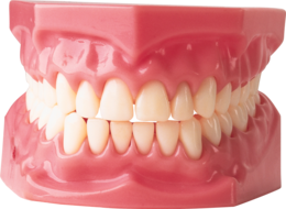 people & teeth free transparent png image.