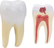 people & Teeth free transparent png image.