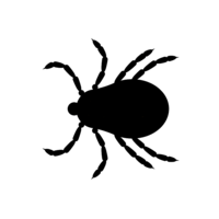 insects&Tick png image.