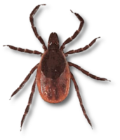 insects & tick free transparent png image.