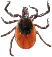 insects & Tick free transparent png image.