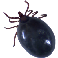 insects & tick free transparent png image.