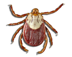 insects & tick free transparent png image.