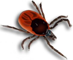 insects & Tick free transparent png image.