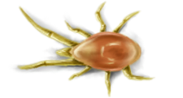 insects & Tick free transparent png image.