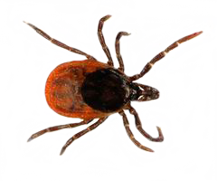 insects & Tick free transparent png image.