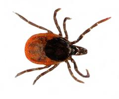 insects & tick free transparent png image.