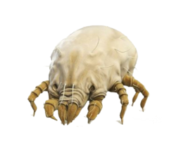 insects & tick free transparent png image.