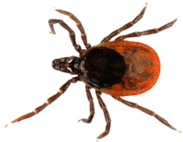 Tick&insects png image