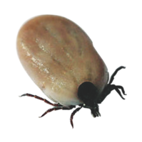 insects & Tick free transparent png image.