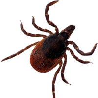 insects & Tick free transparent png image.