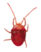 insects & tick free transparent png image.