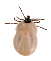 insects & Tick free transparent png image.