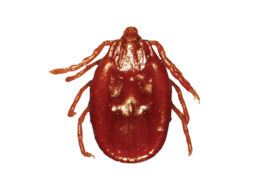 insects & tick free transparent png image.