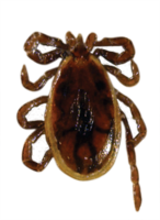 insects & Tick free transparent png image.