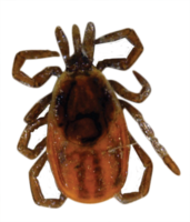 insects & Tick free transparent png image.