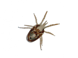 insects & Tick free transparent png image.