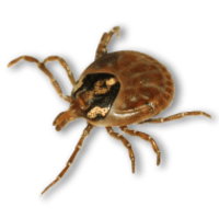 insects & tick free transparent png image.