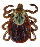 insects & Tick free transparent png image.