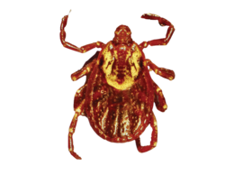 insects & tick free transparent png image.