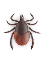 insects & Tick free transparent png image.
