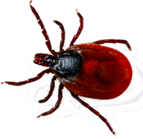 insects & tick free transparent png image.