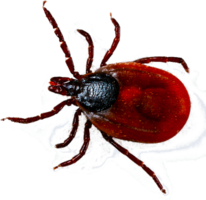 insects & Tick free transparent png image.