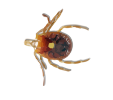 insects & tick free transparent png image.