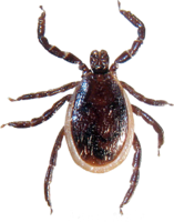 insects & tick free transparent png image.