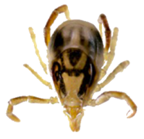 insects & tick free transparent png image.