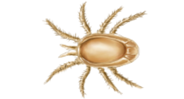 insects & tick free transparent png image.