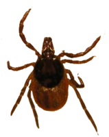 insects & tick free transparent png image.