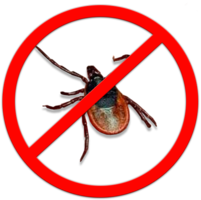 insects & tick free transparent png image.