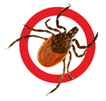 insects & Tick free transparent png image.