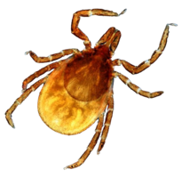 insects & Tick free transparent png image.