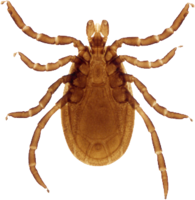 insects & Tick free transparent png image.