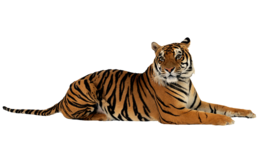 animals & tiger free transparent png image.