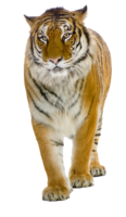 animals & Tiger free transparent png image.